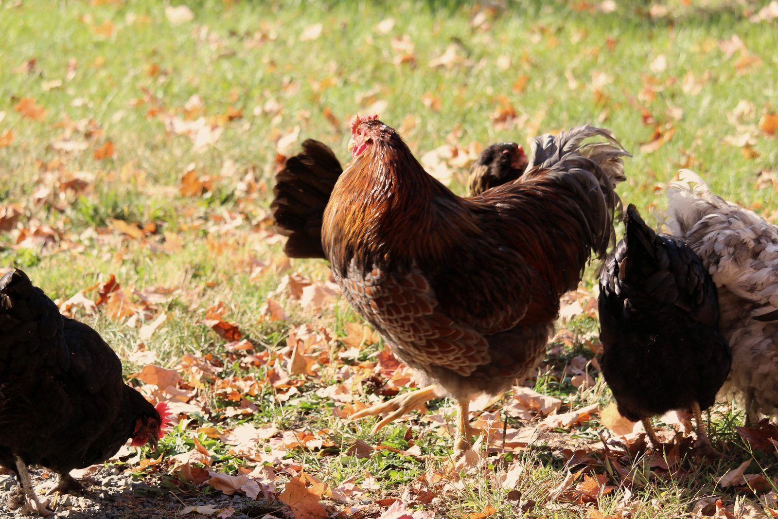 Des poules picorent dans l'herbe couverte de feuilles mortes, au soleil d'automne.